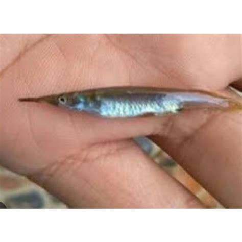 Ikan cucut sungai  Bahan-bahan: Bahan-bahan yang dibutuhkan untuk membuat ikan cucut bumbu kecap antara lain: 500 gram ikan cucut; 2 siung bawang merah;Ramirezi